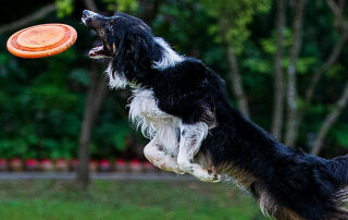 A dog with digestive issues jumping for a frisbee