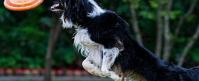 A dog with digestive issues jumping for a frisbee